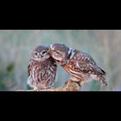 Hjælp til truet kirkeugle har fået 29 unger på vingerne