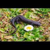 Klagenævn stopper Amager Fælled-byggeri øjeblikkeligt