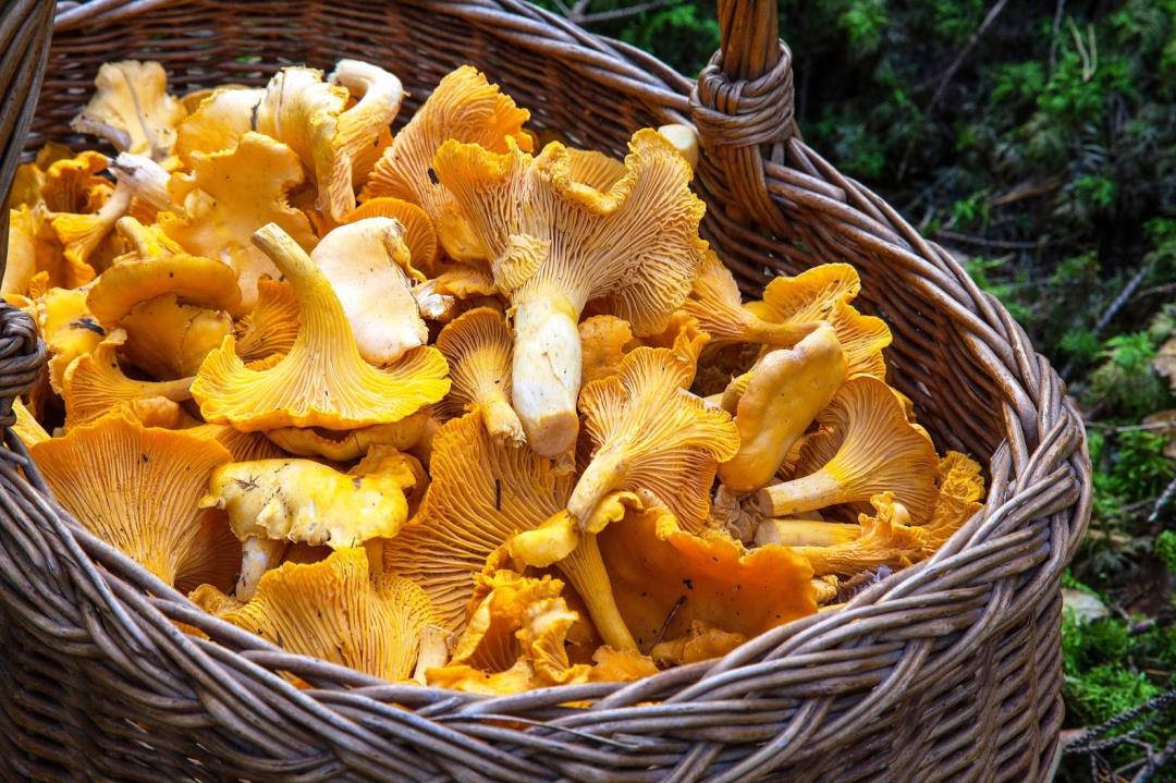Svampetur i Frederiksdal Skov