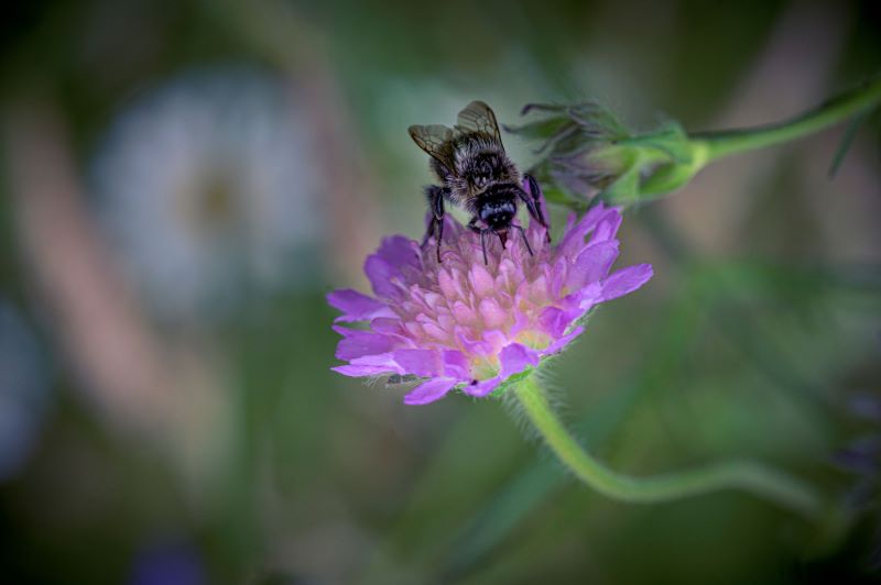 Humlebi suger nektar fra blåhat
