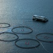 Advarsel: Nye havbrug vil øge forurening kraftigt
