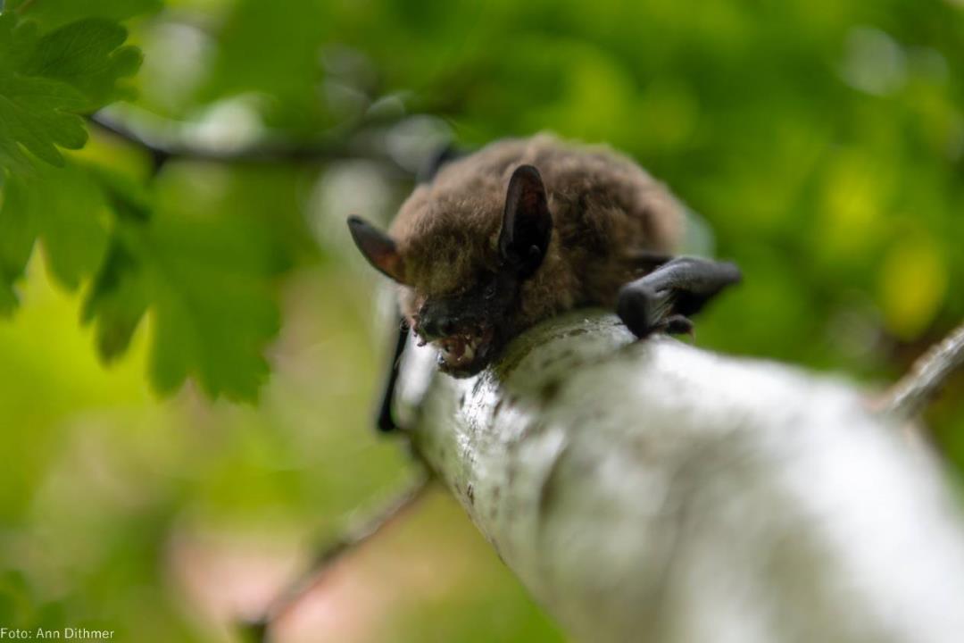 Flagermusdetektortur – International Bat Night