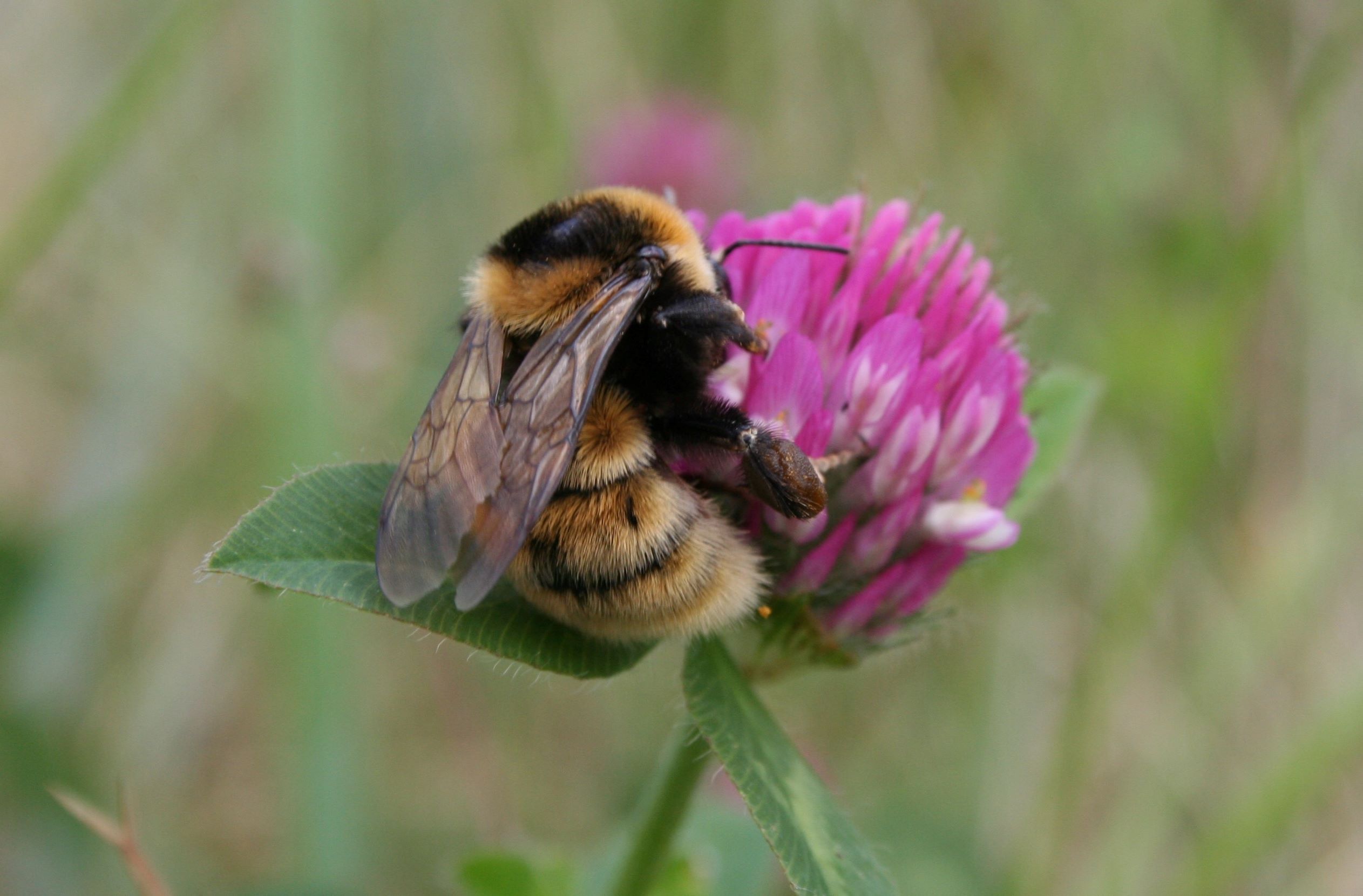 31 procent af vilde bier er truede eller uddøde