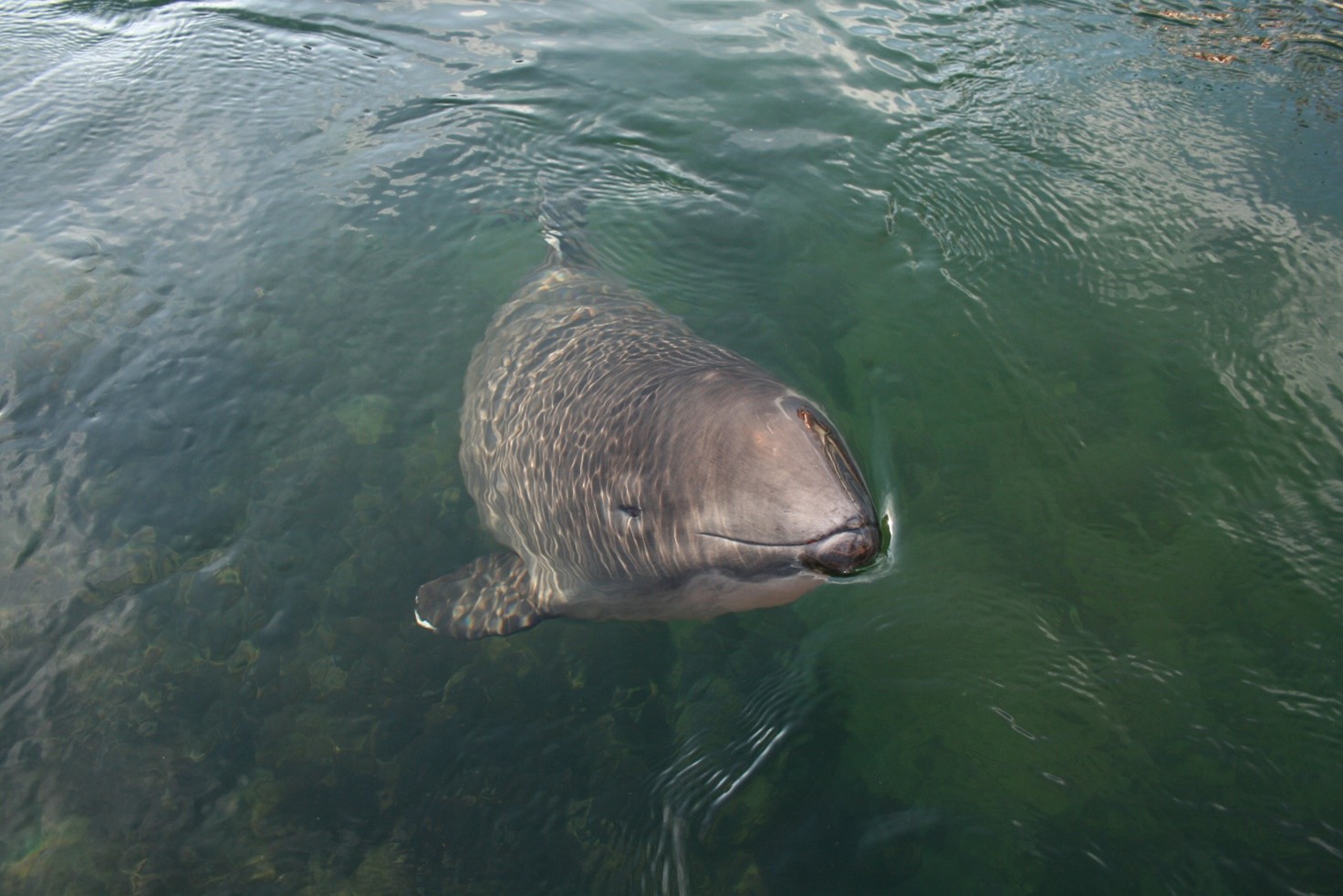 Godt nyt: Truet marsvin bliver bedre beskyttet i Østersøen