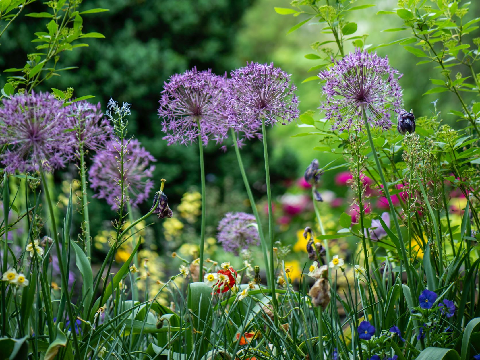 haver | Sådan får du en smuk have, der summer af liv - Danmarks Naturfredningsforening