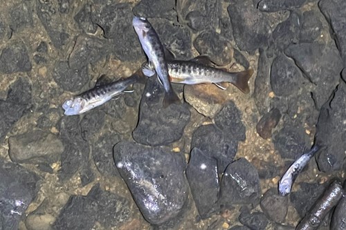 Hundredvis af døde fisk efter udslip af spildevand i Kolding