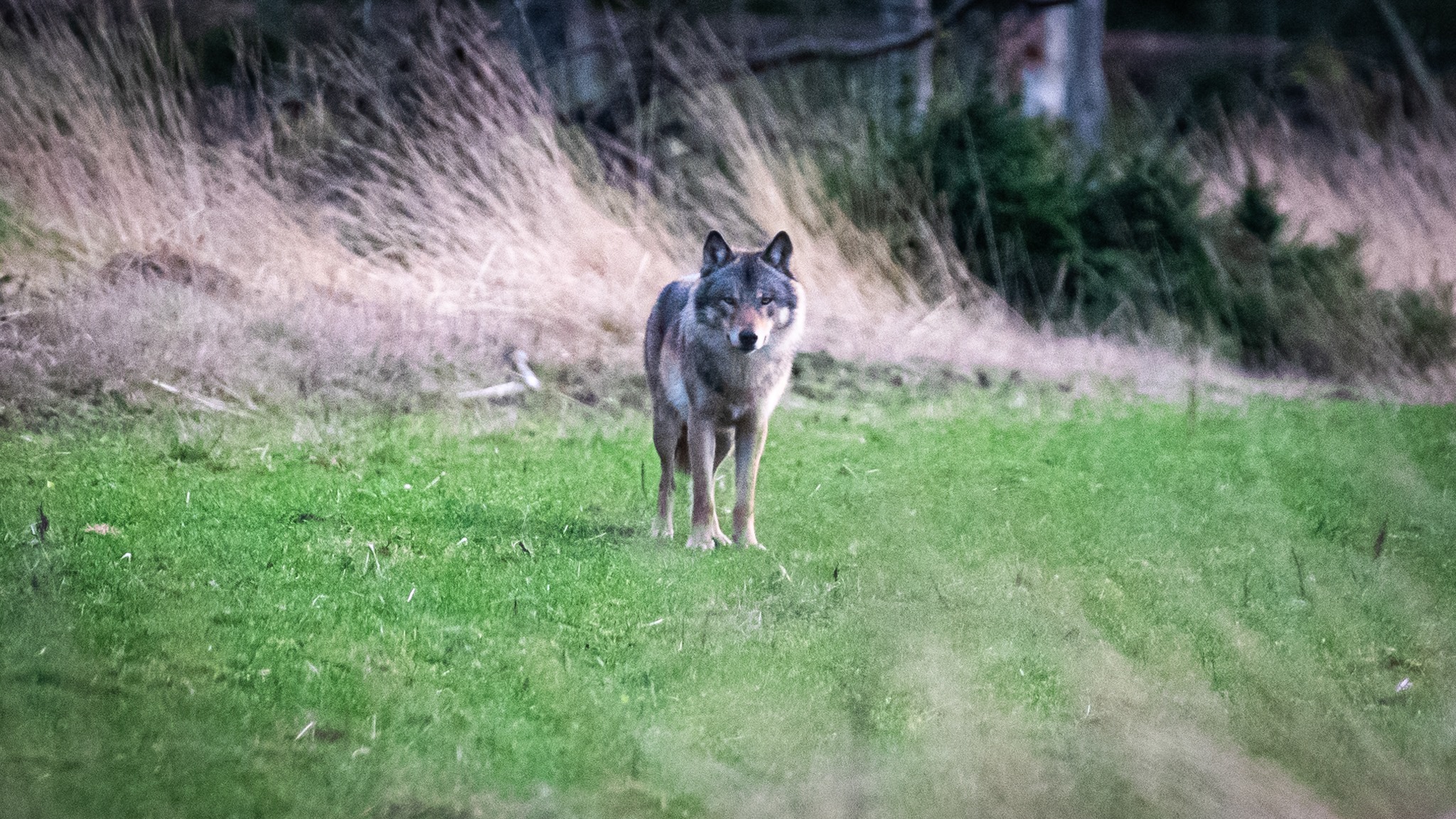 Første ulv er nu GPS-mærket i Danmark - og det er en fordel af flere grunde
