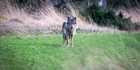 Første ulv er nu GPS-mærket i Danmark - og det er en fordel af flere grunde