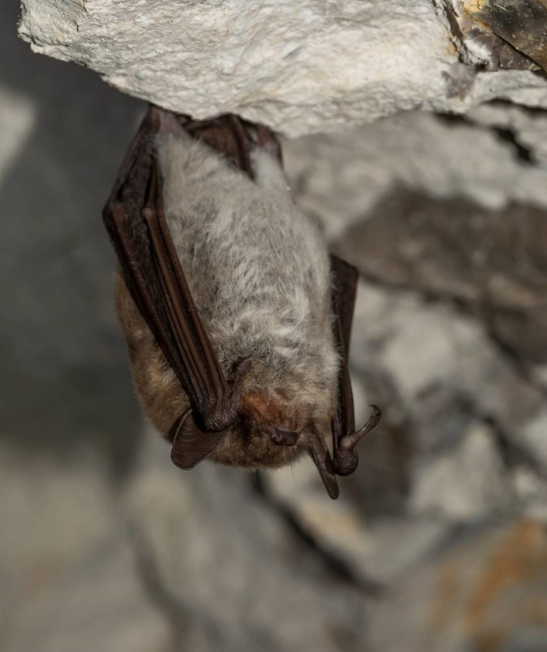 Flagermusdetektortur ved Nørre Sø ved Borgvold – International Bat Night