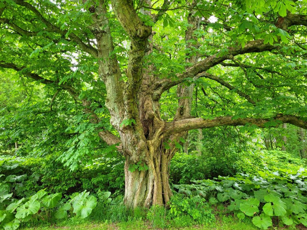 1) Vælg danske træer og buske