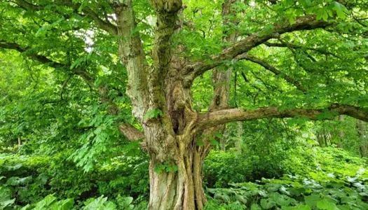 Hjælp naturen: Træer og buske du skal plante i din have | Danmarks ...