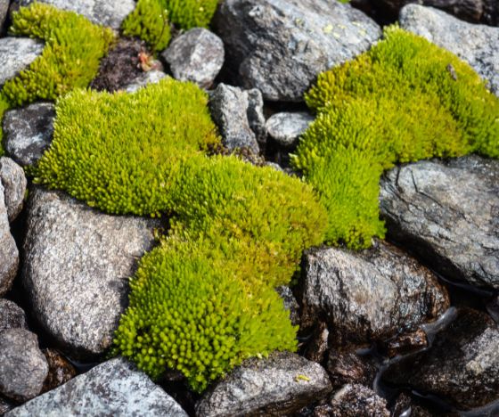 1. Brug sten til at skabe varmesteder