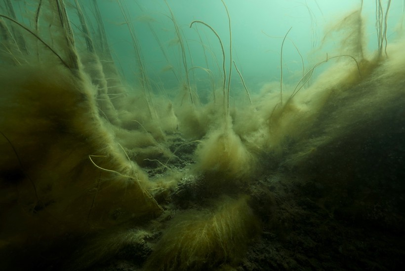 Regeringen vil slække på kvælstof-krav i 6 fjorde, der allerede er ramt af iltsvind
