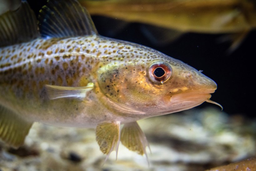 DN: Hovedrystende at fiskeriministeren dropper effektiv beskyttelse af torsken 