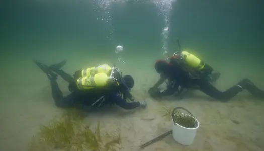 Sådan redder vi ålegræsset