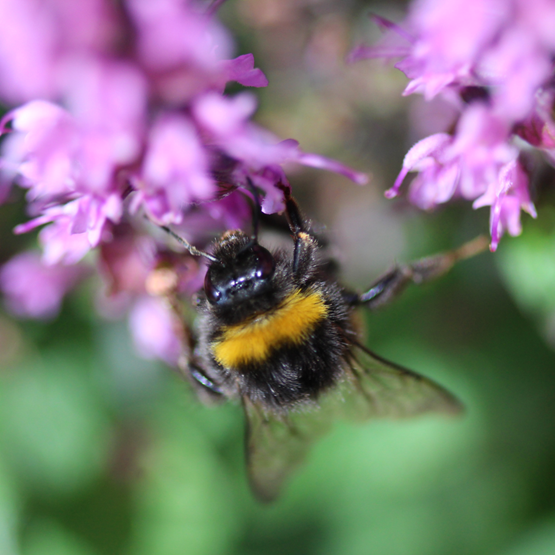 Lad jordhumlen bestøve din have