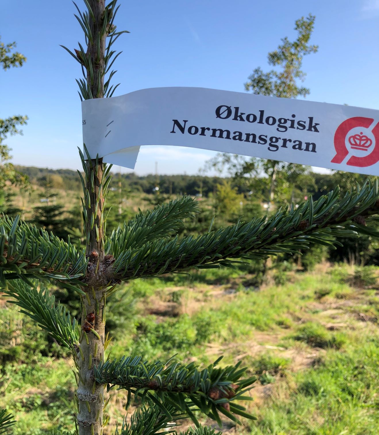 1. Vælg et økologisk juletræ