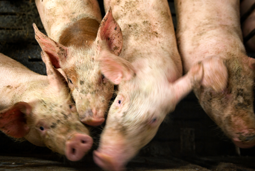 Hver fjerde smågris overlever ikke vilkårene i stalden: 5 vilde fakta om den danske produktion af dyr  