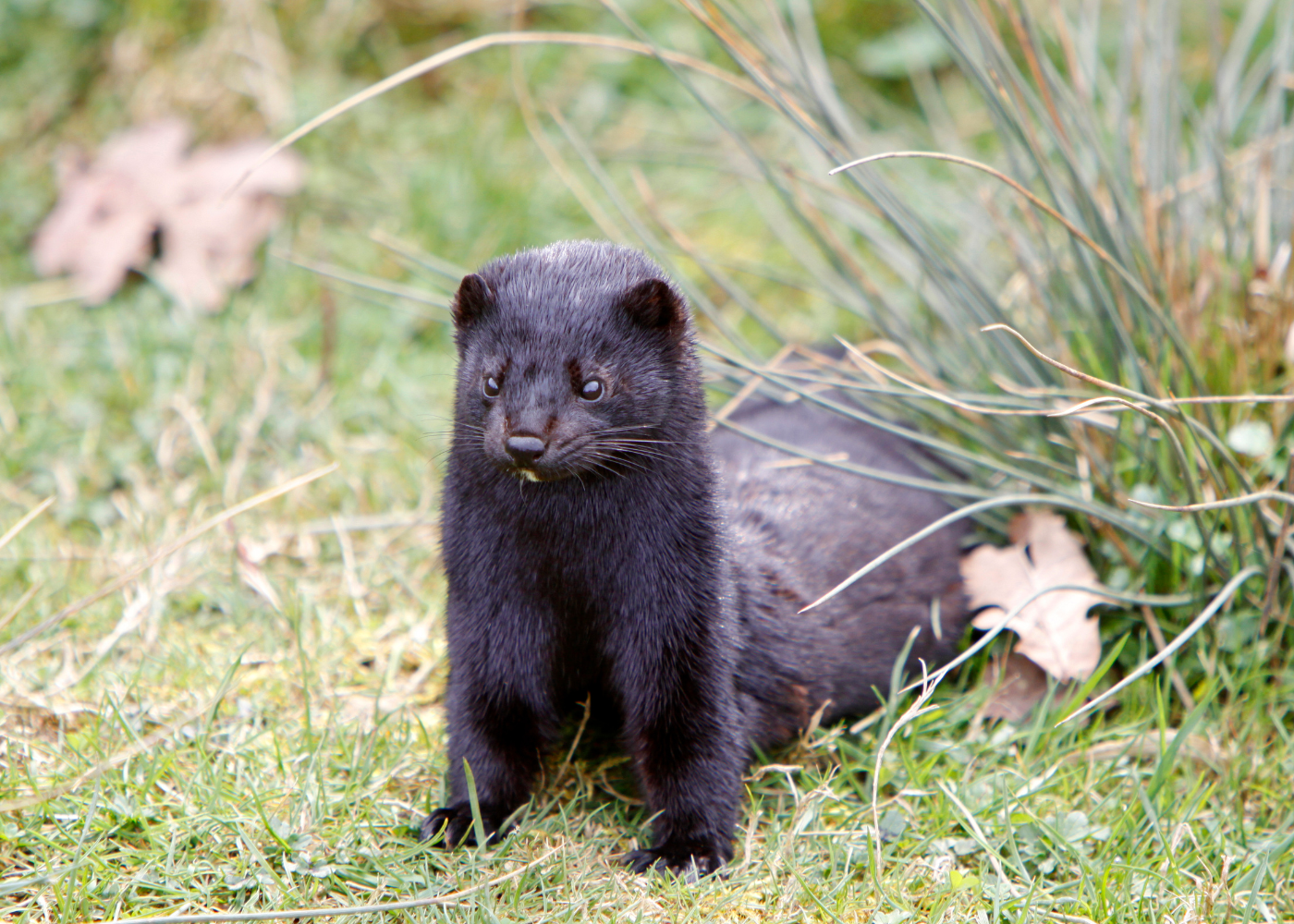 Minkavl tilbage i Danmark: Sådan skader det den danske natur 