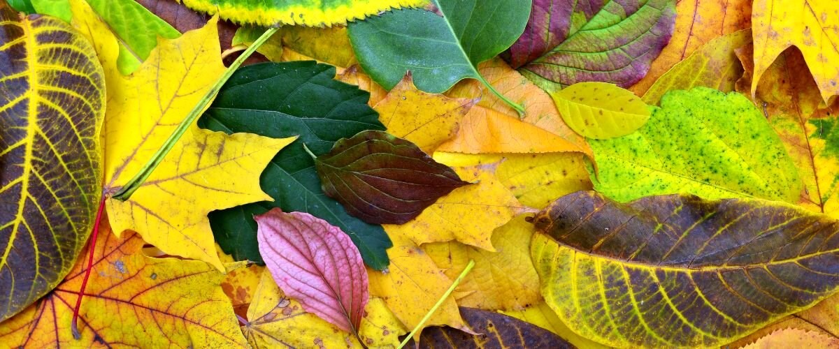 Leave the leaves: Derfor skal du lade bladene ligge