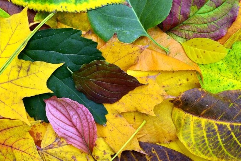 Leave the leaves: Derfor skal du lade bladene ligge