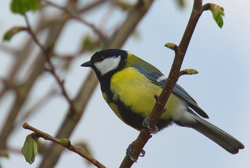 Fuglestemmerne forstummer: Ny rapport afslører dramatisk tilbagegang