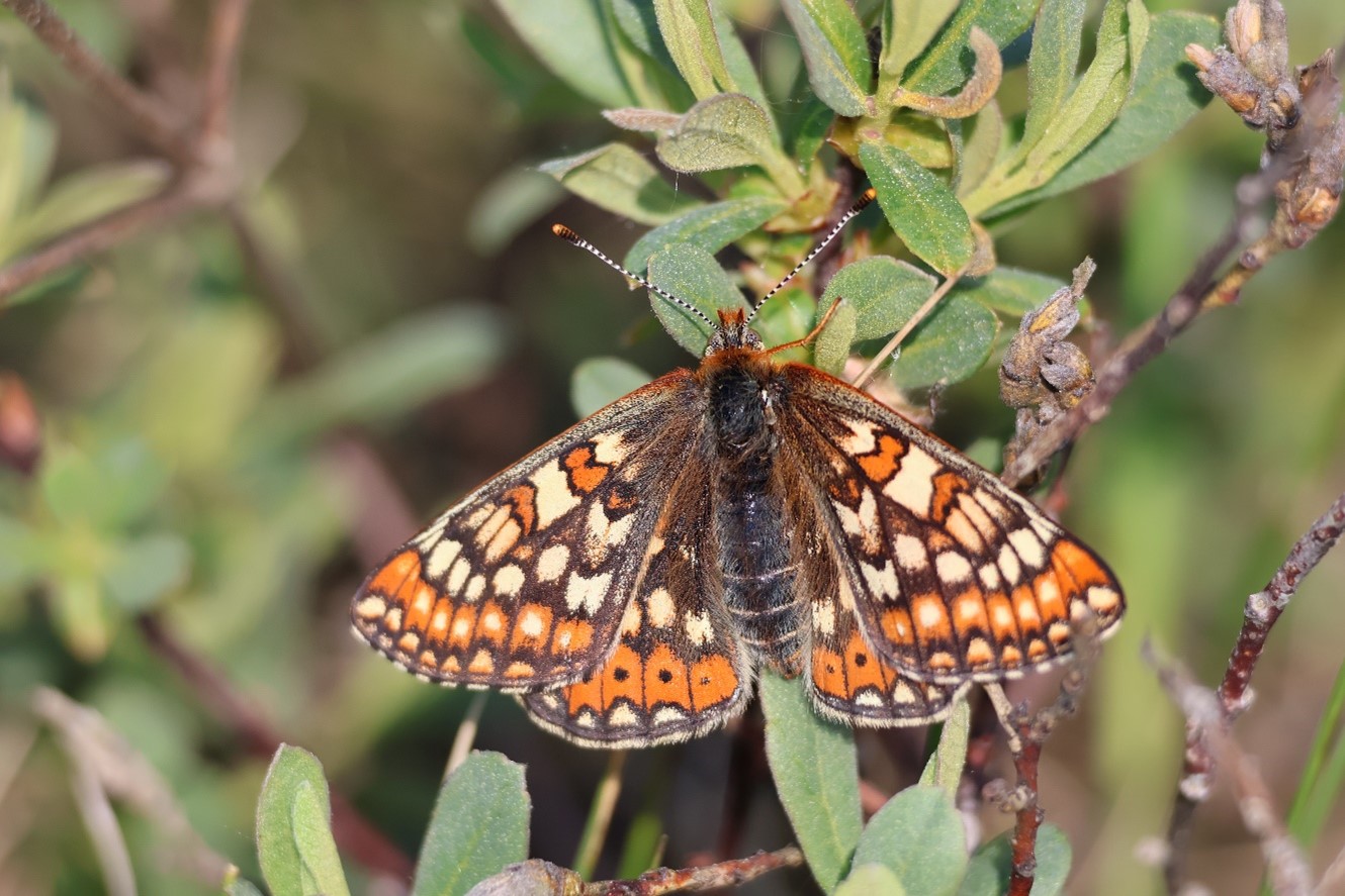 Sjælden sommerfugl har spredt sig i værdifuld mosenatur 