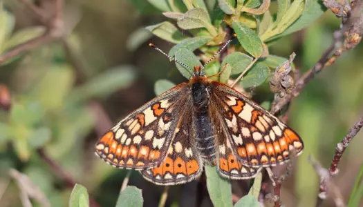 Sjælden sommerfugl har spredt sig i værdifuld mosenatur 