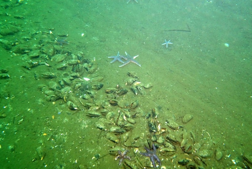 Regeringen åbner igen for skadeligt fiskeri i beskyttet natur