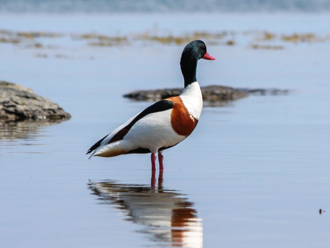 Det sker i naturen i marts | Danmarks Naturfredningsforening