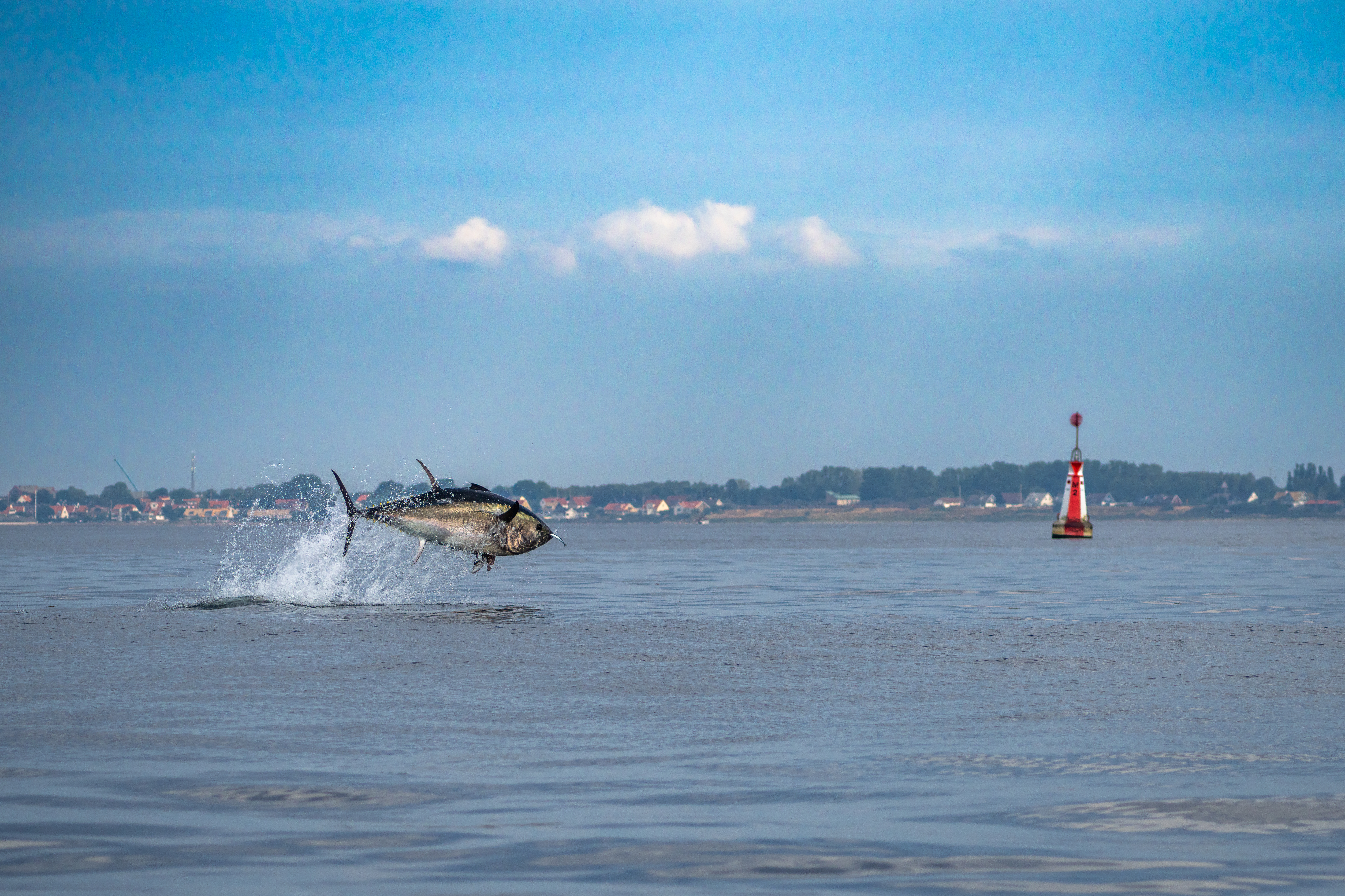 Rigelig mad i Øresund lokker 300 kilo tunge tun tilbage