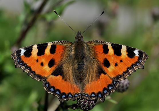 4. Nældens takvinge