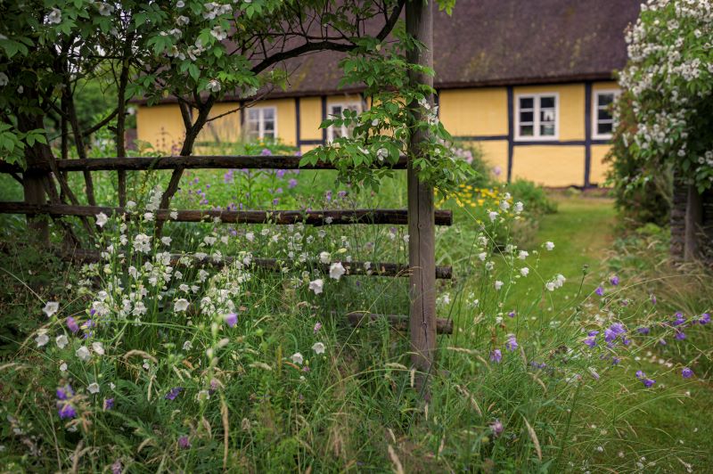 2. Giv de vilde blomster i haven de bedste forudsætninger