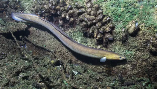 Ålen er rødlistet ligesom orangutangen og Sumatratigeren