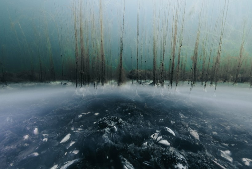 Historisk stort iltsvind: Havet gisper efter vejret