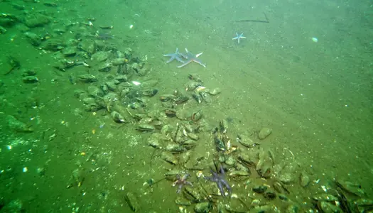 Muslingeopdræt fremfor muslingeskrab