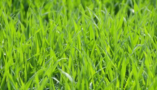 5) Behold afklippet græs