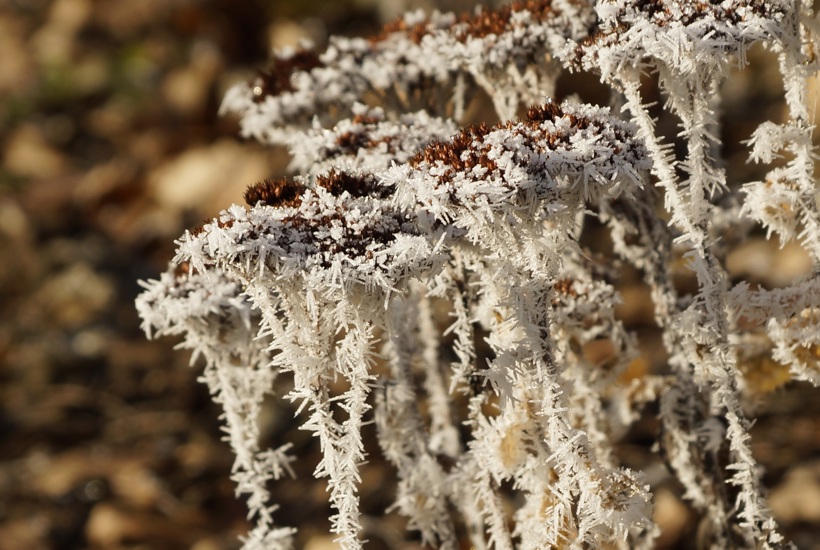 10 tips til at gøre din have klar til frosten