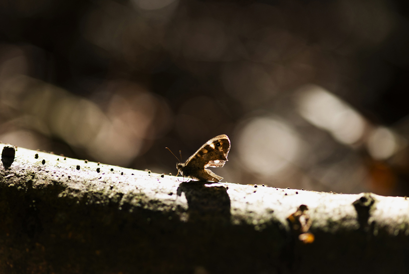 Tidslinje: De her love beskytter naturen i Danmark