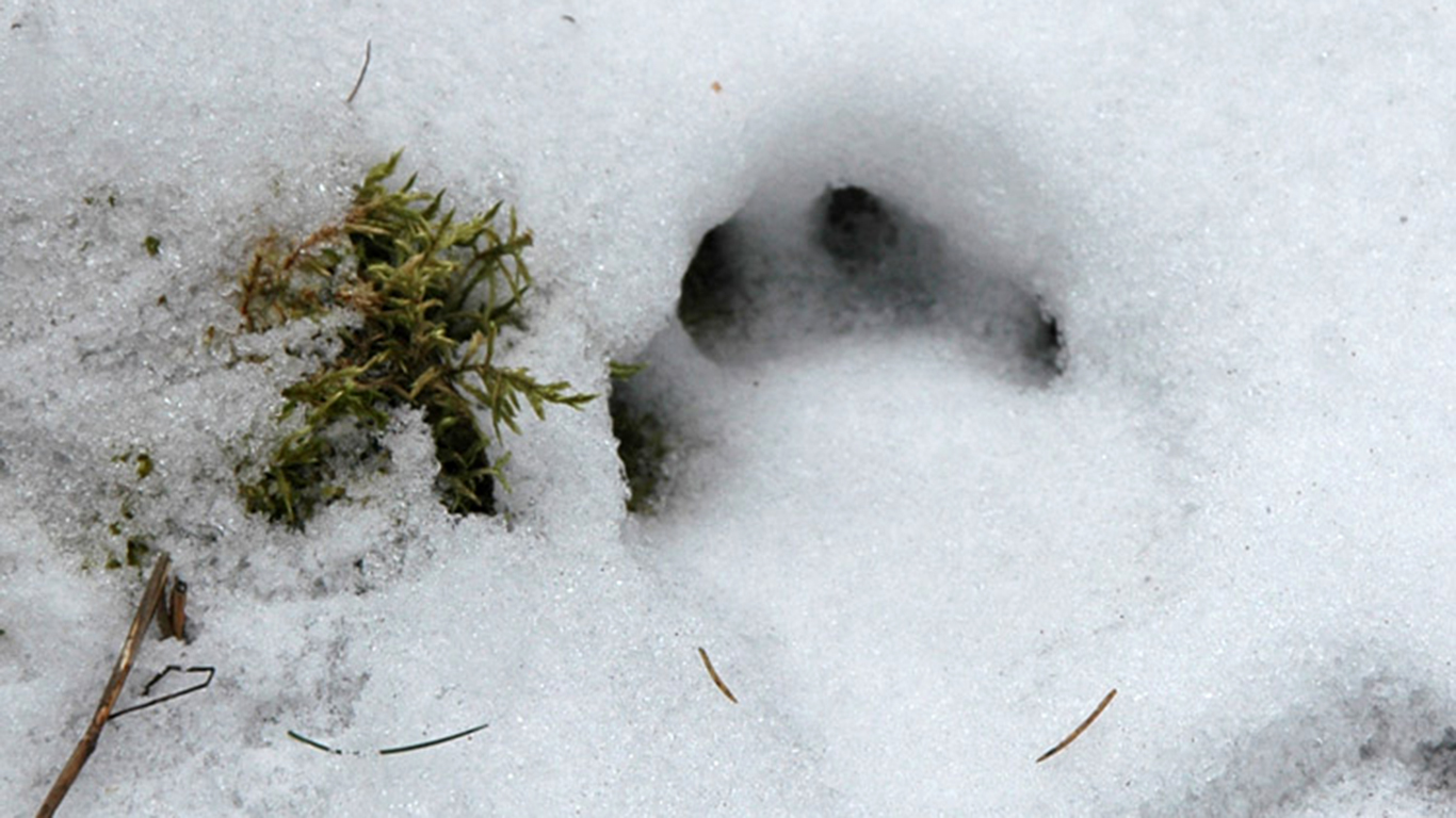7. Ulve spiller en vigtig rolle i naturen
