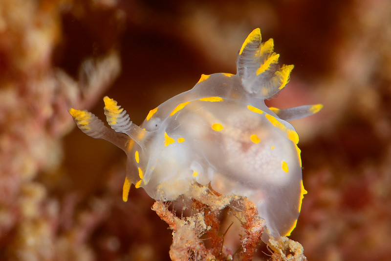 Derfor har havet brug for din hjælp