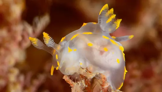 Derfor har havet brug for din hjælp