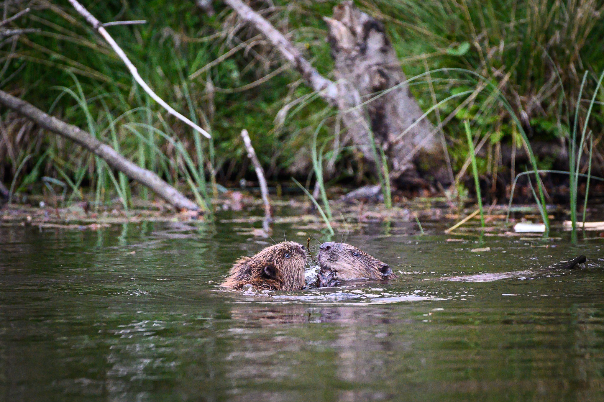 2. Bævere i Klosterhede Plantage