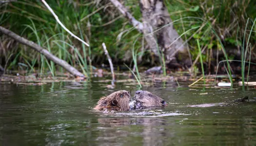  2. Bævere i Klosterhede Plantage