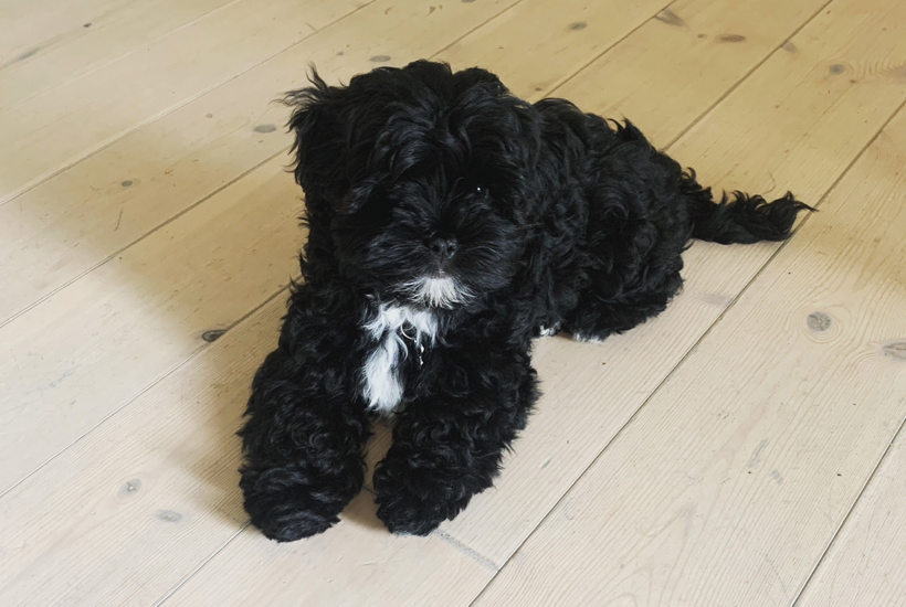 Annes hund døde: Slugte nikotinpose på gåtur