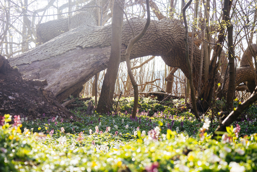 Lad skoven være i fred - Drop at plante træer!