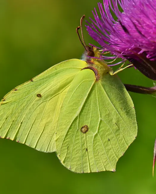 Hjælp citronsommerfuglen og find den i din have