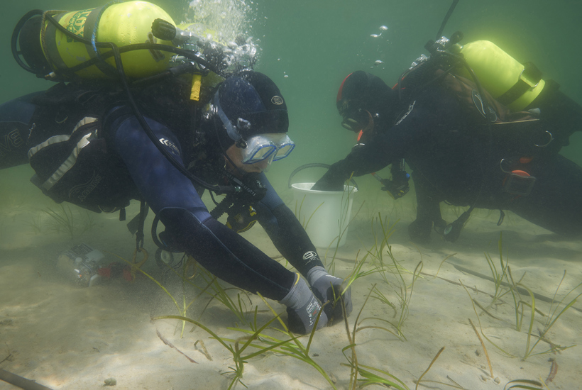 Frivillige planter ålegræs og skaber børnehaver for fiskeyngel 