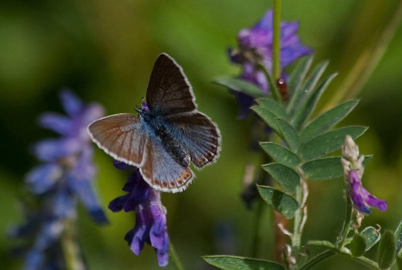 6 trin til flere sommerfugle i din have