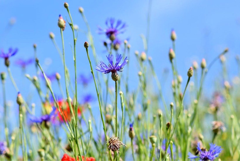 Ny rapport: Naturens nedtur fortsætter  